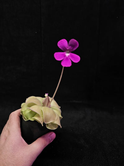 Pinguicula Laueana X Cyclosecta #01, A Stunning & Uncommon Carnivorous Plant To Collect