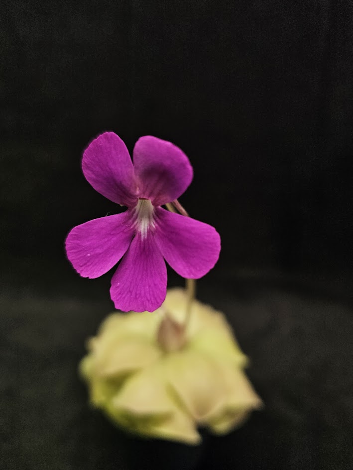 Pinguicula Laueana X Cyclosecta #01, A Stunning & Uncommon Carnivorous Plant To Collect