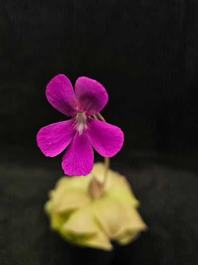 Pinguicula Laueana X Cyclosecta #01, A Stunning & Uncommon Carnivorous Plant To Collect