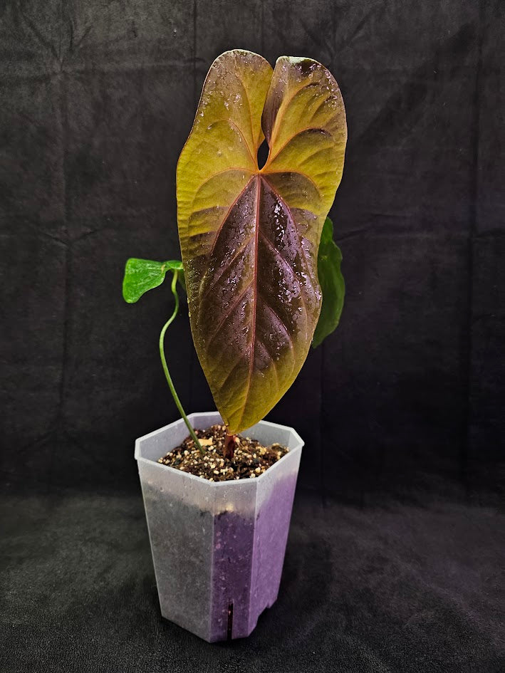 Anthurium Shuar Princess Inverse Crossing #01, Gorgeous Leaves To Dazzle The Eyes WIth