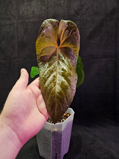 Anthurium Shuar Princess Inverse Crossing #01, Gorgeous Leaves To Dazzle The Eyes WIth