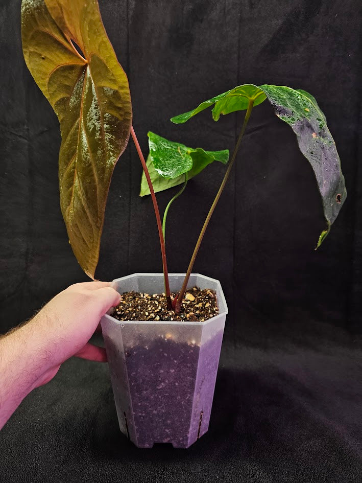 Anthurium Shuar Princess Inverse Crossing #01, Gorgeous Leaves To Dazzle The Eyes WIth