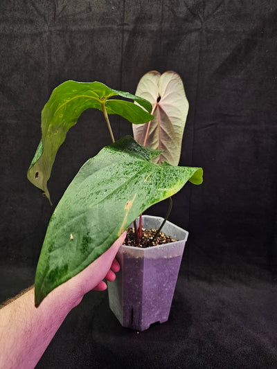 Anthurium Shuar Princess Inverse Crossing #01, Gorgeous Leaves To Dazzle The Eyes WIth