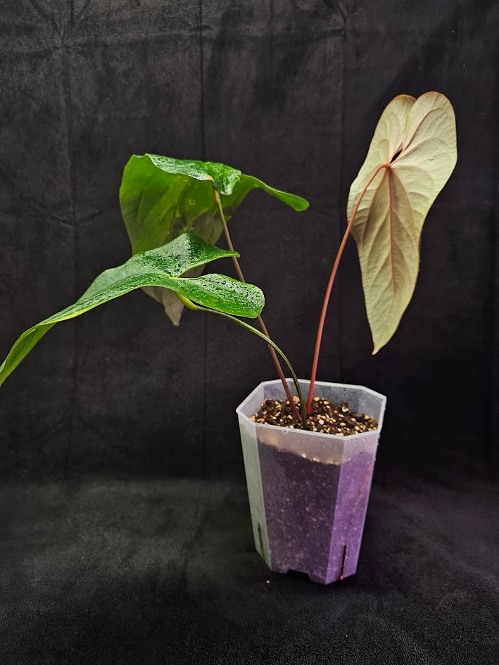 Anthurium Shuar Princess Inverse Crossing #01, Gorgeous Leaves To Dazzle The Eyes WIth