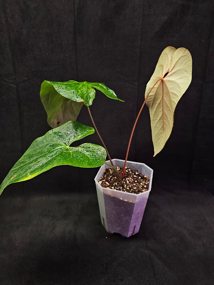 Anthurium Shuar Princess Inverse Crossing #01, Gorgeous Leaves To Dazzle The Eyes WIth