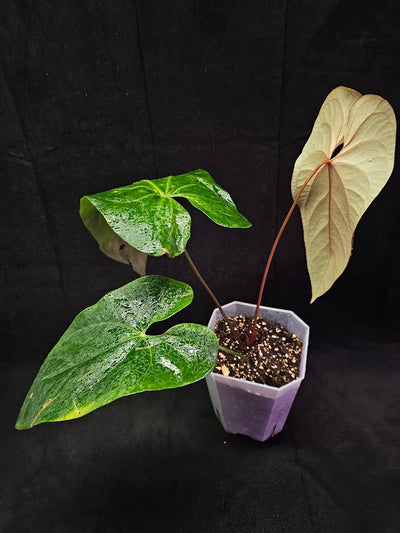 Anthurium Shuar Princess Inverse Crossing #01, Gorgeous Leaves To Dazzle The Eyes WIth