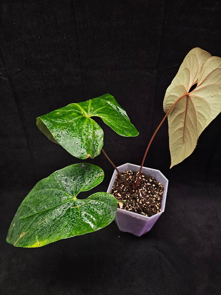 Anthurium Shuar Princess Inverse Crossing #01, Gorgeous Leaves To Dazzle The Eyes WIth