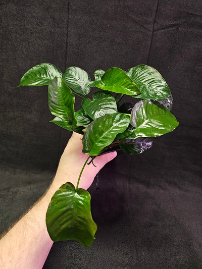 Anubias Barteri Var. Caladiifolia #02, A Very Beautiful Variety Of Aquatic Plant With Heart Shaped Leaves