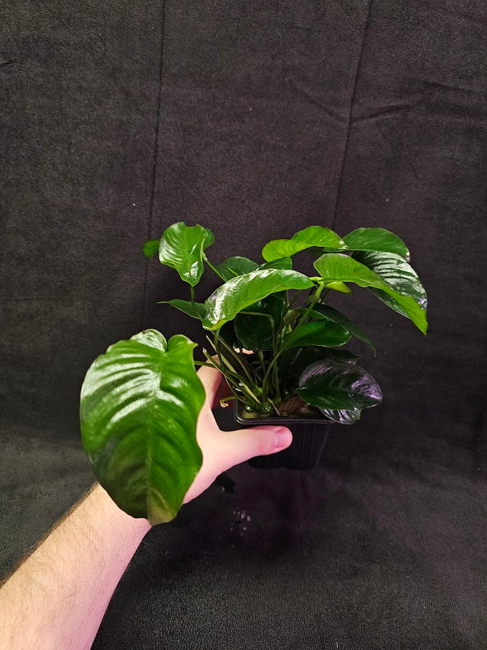 Anubias Barteri Var. Caladiifolia #02, A Very Beautiful Variety Of Aquatic Plant With Heart Shaped Leaves