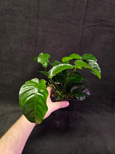 Anubias Barteri Var. Caladiifolia #02, A Very Beautiful Variety Of Aquatic Plant With Heart Shaped Leaves