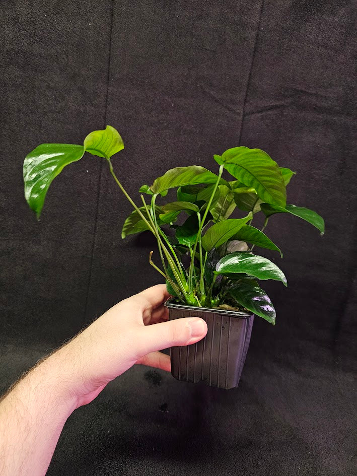 Anubias Barteri Var. Caladiifolia #02, A Very Beautiful Variety Of Aquatic Plant With Heart Shaped Leaves