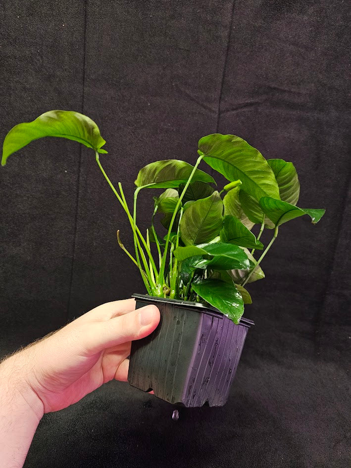 Anubias Barteri Var. Caladiifolia #02, A Very Beautiful Variety Of Aquatic Plant With Heart Shaped Leaves