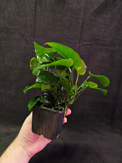 Anubias Barteri Var. Caladiifolia #02, A Very Beautiful Variety Of Aquatic Plant With Heart Shaped Leaves