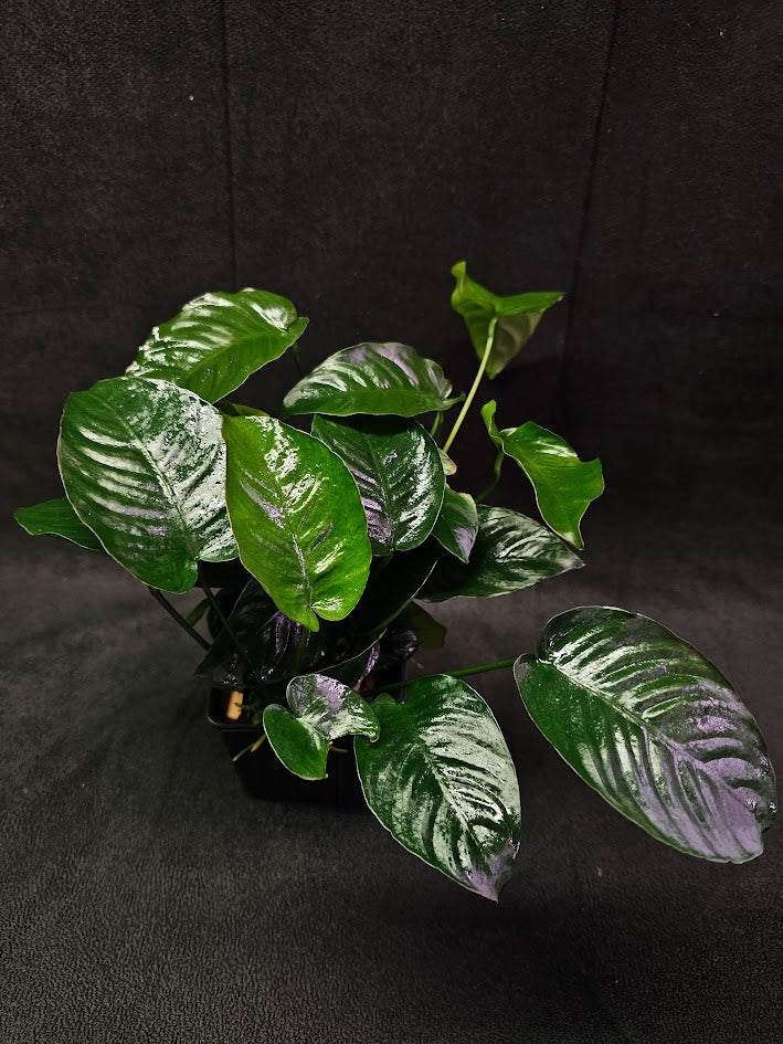 Anubias Barteri Var. Caladiifolia #02, A Very Beautiful Variety Of Aquatic Plant With Heart Shaped Leaves