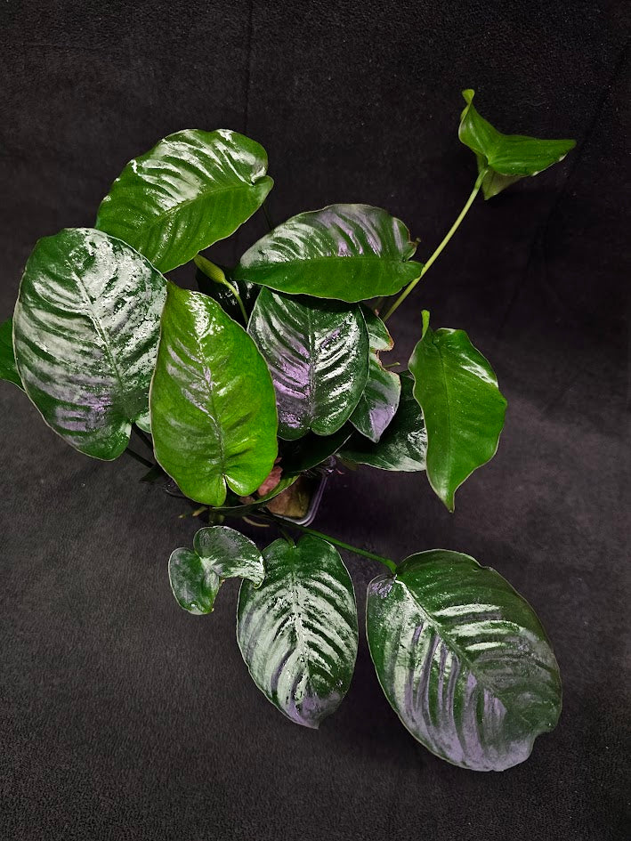 Anubias Barteri Var. Caladiifolia #02, A Very Beautiful Variety Of Aquatic Plant With Heart Shaped Leaves