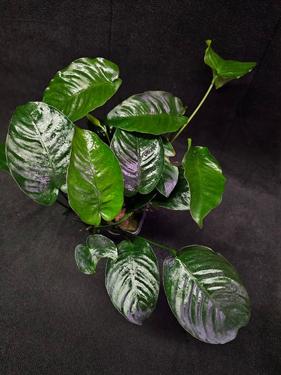 Anubias Barteri Var. Caladiifolia #02, A Very Beautiful Variety Of Aquatic Plant With Heart Shaped Leaves