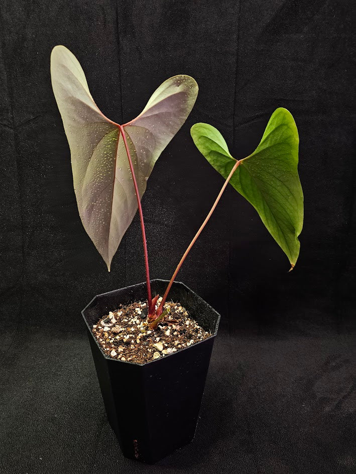 Anthurium Nigrolaminum ‘Gigi’ #01, Also Known As Anthurium Sp. Napo, Compact Size & Unique Leaf Shape