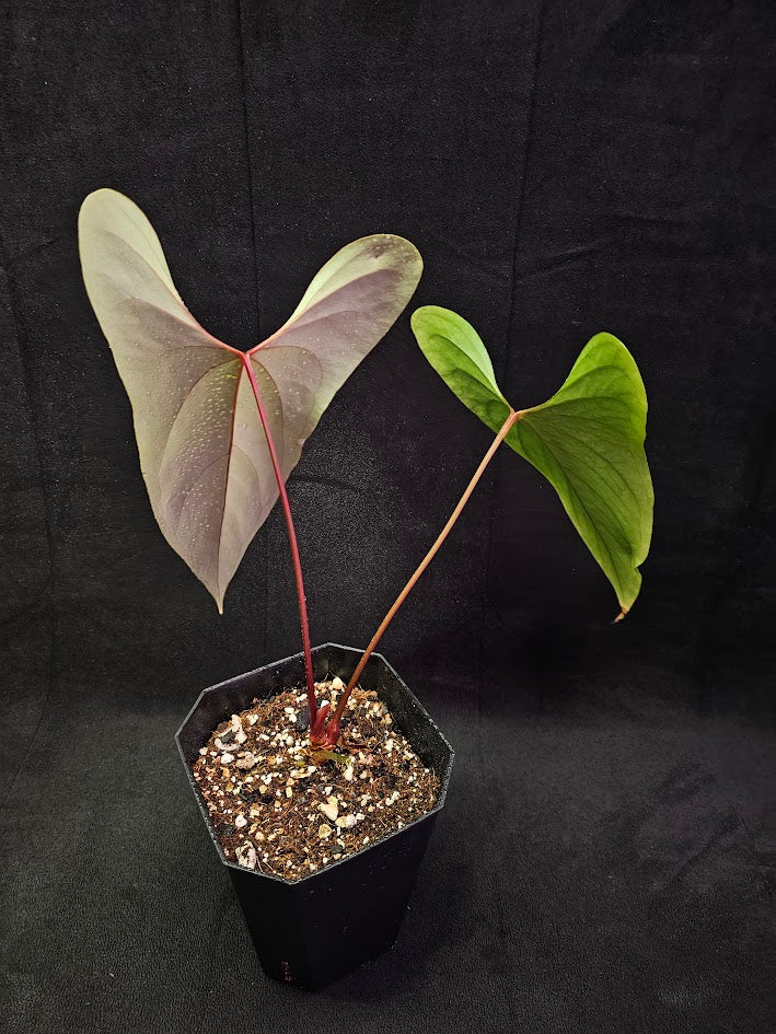 Anthurium Nigrolaminum ‘Gigi’ #01, Also Known As Anthurium Sp. Napo, Compact Size & Unique Leaf Shape