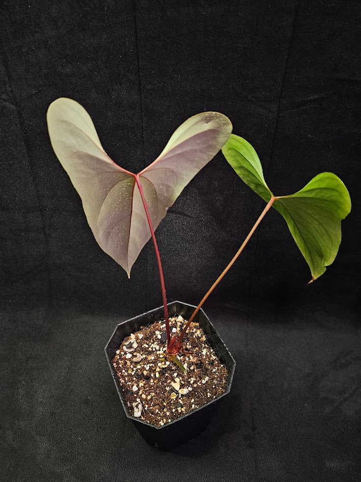 Anthurium Nigrolaminum ‘Gigi’ #01, Also Known As Anthurium Sp. Napo, Compact Size & Unique Leaf Shape