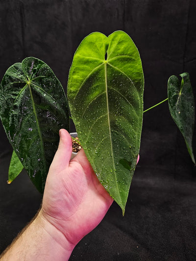 Anthurium (Warocqueanum X Waterburyanum) X A. Queremalense #01, A Very Complex Queen Cross