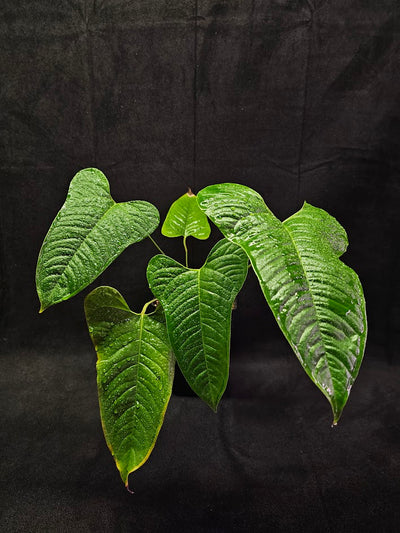 Anthurium Ivanportillae #01, A Newly Discovered Ecuadorian Species Named After Ivan Portilla