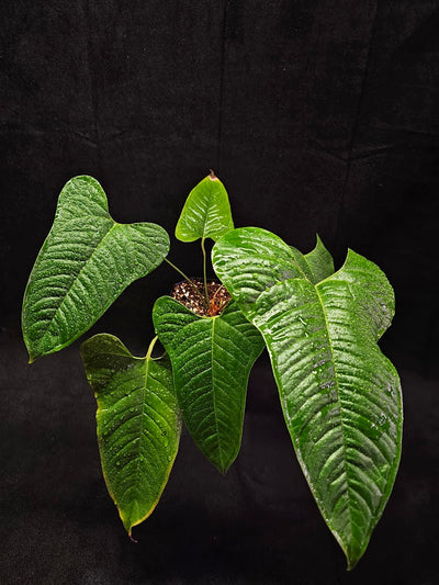 Anthurium Ivanportillae #01, A Newly Discovered Ecuadorian Species Named After Ivan Portilla