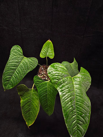 Anthurium Ivanportillae #01, A Newly Discovered Ecuadorian Species Named After Ivan Portilla