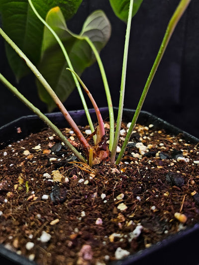 Anthurium Ivanportillae #01, A Newly Discovered Ecuadorian Species Named After Ivan Portilla