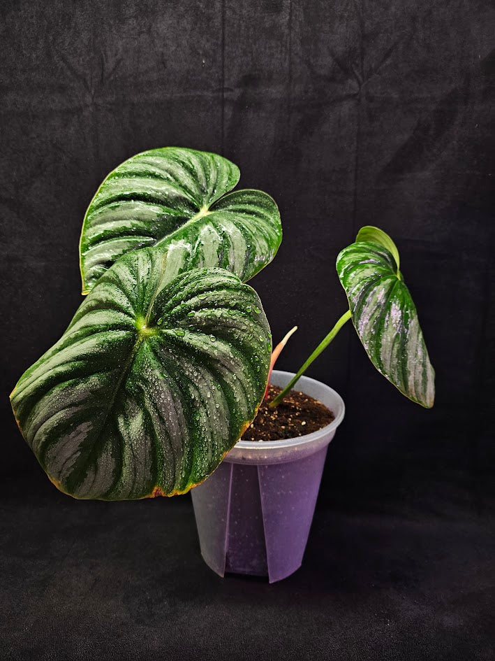 Philodendron Citrus Plowmanii #01, Large & Attractive Foilage, A Favorite In Ornamental Horticulture