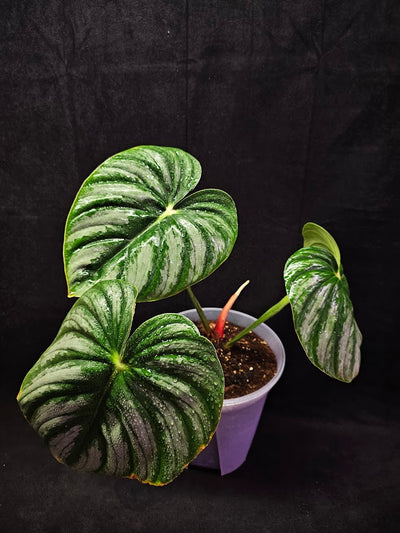 Philodendron Citrus Plowmanii #01, Large & Attractive Foilage, A Favorite In Ornamental Horticulture