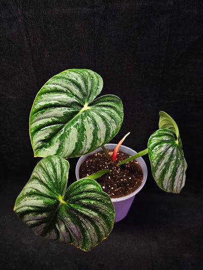 Philodendron Citrus Plowmanii #01, Large & Attractive Foilage, A Favorite In Ornamental Horticulture