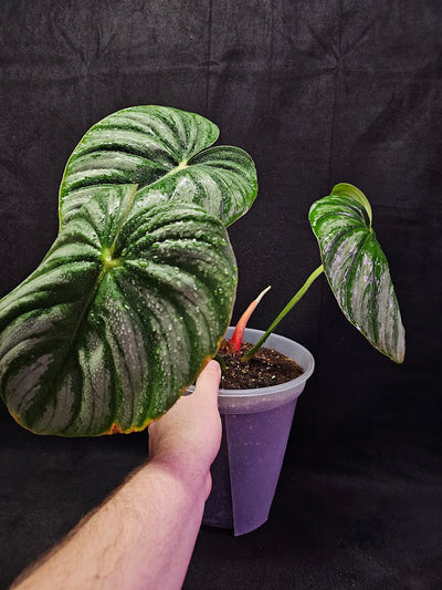 Philodendron Citrus Plowmanii #01, Large & Attractive Foilage, A Favorite In Ornamental Horticulture