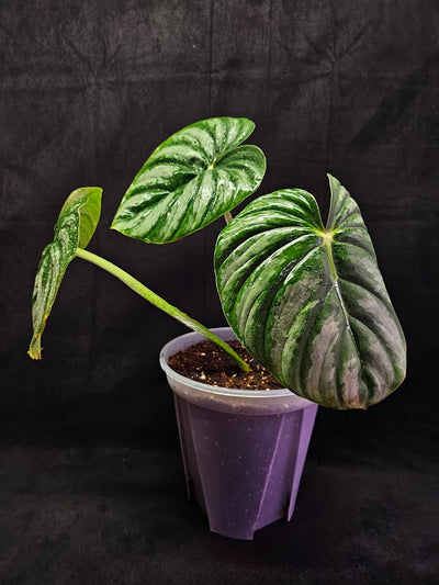 Philodendron Citrus Plowmanii #01, Large & Attractive Foilage, A Favorite In Ornamental Horticulture