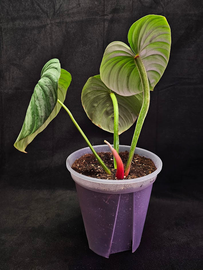 Philodendron Citrus Plowmanii #01, Large & Attractive Foilage, A Favorite In Ornamental Horticulture