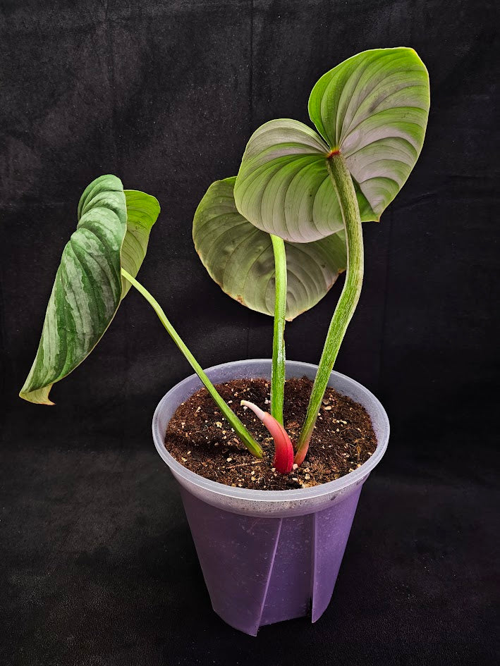 Philodendron Citrus Plowmanii #01, Large & Attractive Foilage, A Favorite In Ornamental Horticulture