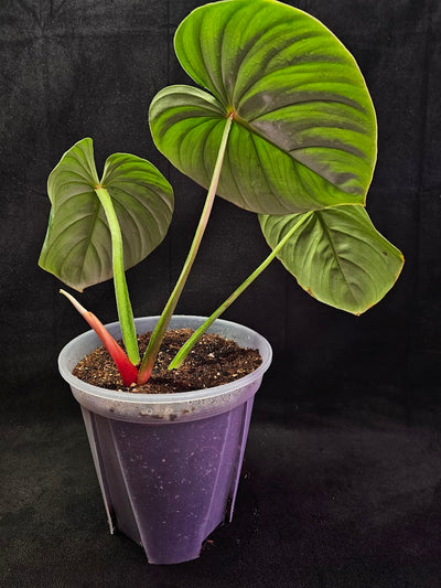 Philodendron Citrus Plowmanii #01, Large & Attractive Foilage, A Favorite In Ornamental Horticulture