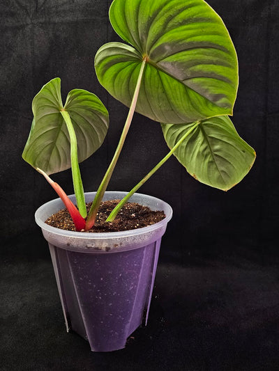 Philodendron Citrus Plowmanii #01, Large & Attractive Foilage, A Favorite In Ornamental Horticulture