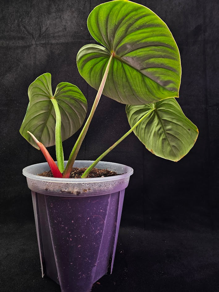 Philodendron Citrus Plowmanii #01, Large & Attractive Foilage, A Favorite In Ornamental Horticulture