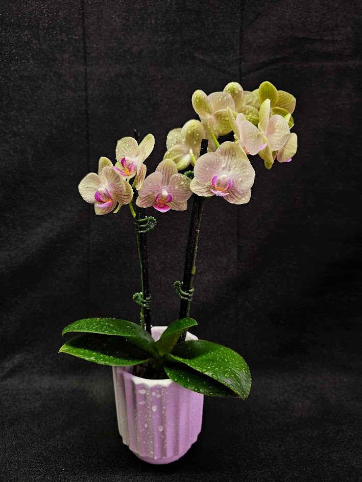 Phalaenopsis Li Hsin “LH47” #01, Stunning Hues Of Color To Feast The Eyes With