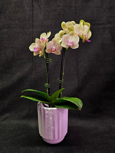 Phalaenopsis Li Hsin “LH47” #01, Stunning Hues Of Color To Feast The Eyes With