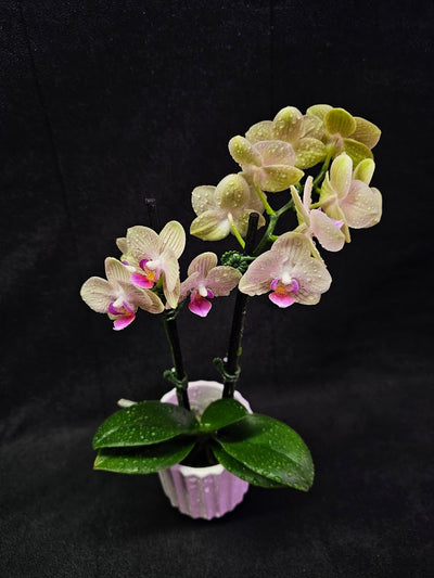 Phalaenopsis Li Hsin “LH47” #01, Stunning Hues Of Color To Feast The Eyes With