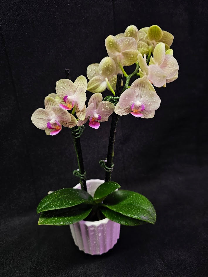 Phalaenopsis Li Hsin “LH47” #01, Stunning Hues Of Color To Feast The Eyes With