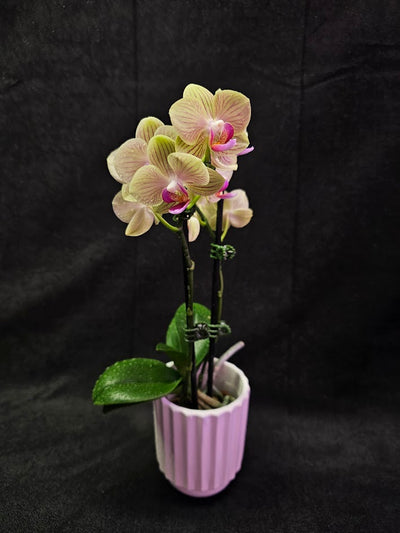 Phalaenopsis Li Hsin “LH47” #01, Stunning Hues Of Color To Feast The Eyes With