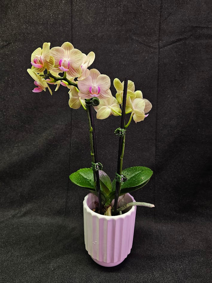 Phalaenopsis Li Hsin “LH47” #01, Stunning Hues Of Color To Feast The Eyes With