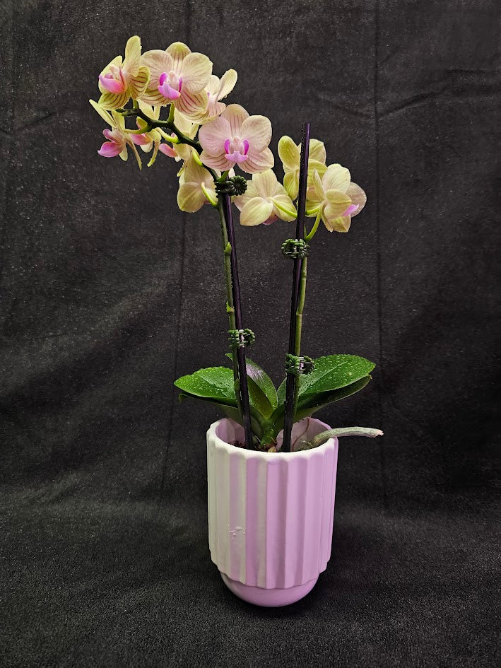 Phalaenopsis Li Hsin “LH47” #01, Stunning Hues Of Color To Feast The Eyes With