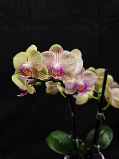 Phalaenopsis Li Hsin “LH47” #01, Stunning Hues Of Color To Feast The Eyes With