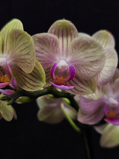 Phalaenopsis Li Hsin “LH47” #01, Stunning Hues Of Color To Feast The Eyes With