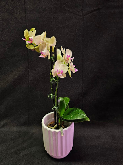 Phalaenopsis Li Hsin “LH47” #01, Stunning Hues Of Color To Feast The Eyes With