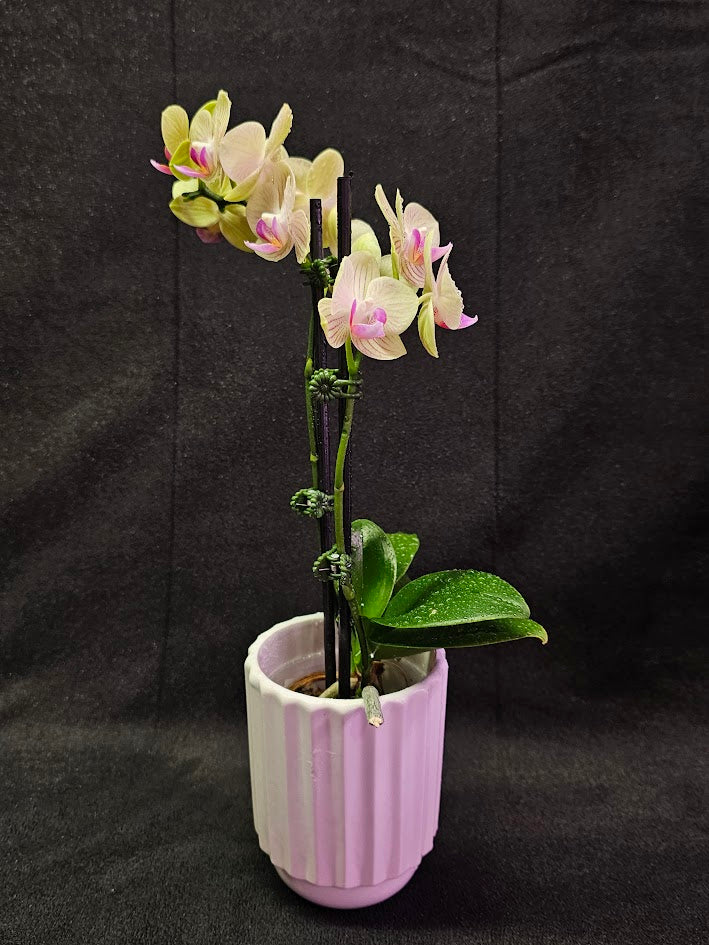 Phalaenopsis Li Hsin “LH47” #01, Stunning Hues Of Color To Feast The Eyes With