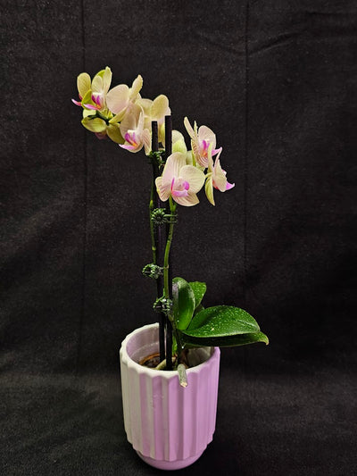 Phalaenopsis Li Hsin “LH47” #01, Stunning Hues Of Color To Feast The Eyes With